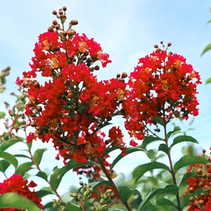 Crape Myrtle Miss Frances